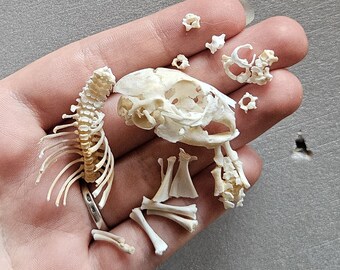 Newborn rabbit skull and bones set, jaw and teeth