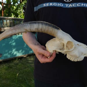 Ziegenschädel, Widderschädel, Tierschädel, Kuriositäten, Kuriosität, Geierkultur