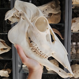 Skull animal, degreased and bleached bone, halloween decor, halloween skeleton, halloween skull