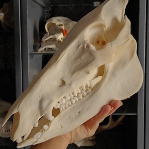 Pig skull, animal skull, defatted and bleached bone, Halloween decor, Halloween skulls