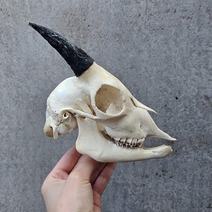 Goat skull, ram skull, animal skull, oddities, curiosity, vulture culture