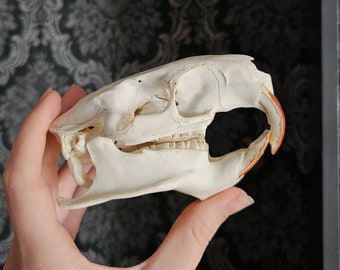 Nutria Skull, Real Nutria Skull, degreased and whitened bone, animal skull, veterinary, skull decor