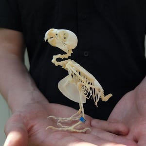 Birds skeleton, animal skeleton, replica bird skeleton, 3D printed bones