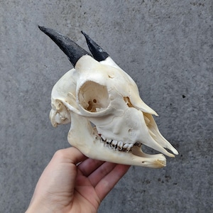 Goat skull, ram skull, animal skull, oddities, curiosity, vulture culture
