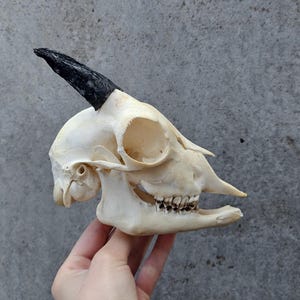 Goat skull, ram skull, animal skull, oddities, curiosity, vulture culture