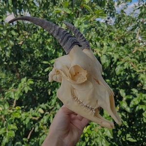 Goat skull, bull skull, animal skull, weirdness, curiosity, vulture culture