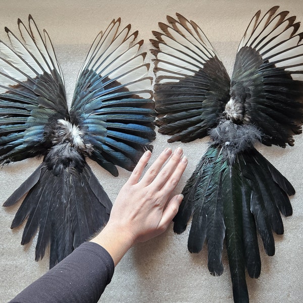 Magpie wings, set magpie wings and tail, taxidermy