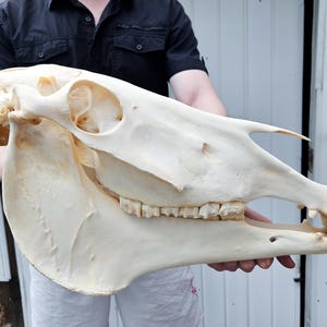 Horse skull, degreased and bleached bone, Halloween decor, Halloween gift, Halloween skull