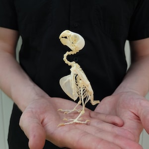 Birds skeleton, animal skeleton, replica bird skeleton, 3D printed bones