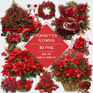 Pacote de clipart de flor de poinsétia aquarela, adesivos florais de férias de inverno, coroa de natal de planta de poinsétia com galhos de pinheiro e pinhas