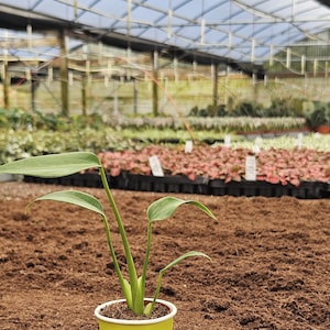 May include: A small green plant with long leaves in a yellow paper cup with the text "GEN Z plants" printed on it. The plant is sitting on a bed of brown soil in a greenhouse.