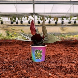 May include: A rustic wooden sign with the text "Welcome to our home" in a handwritten style. The sign features a distressed finish and a simple, inviting design, perfect for a front porch or entryway.