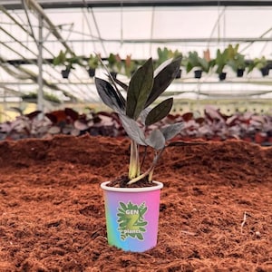 May include: A small potted plant with dark green leaves and stems. The plant is in a colorful cup with the text "GEN 7 plants". The background is a greenhouse with other plants.
