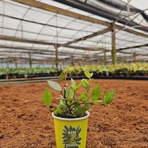 Hoya Krohniana &#39;Black&#39; in 2&quot; Pot - Indoor Plants - House Plant - GenZ - Baby Plant (MUST purchase ANY 2 plants to complete order!)*