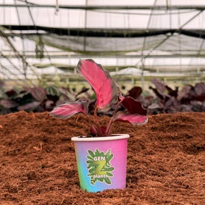 Puede incluir: Una planta de Calathea en maceta con hojas rosas y verdes vibrantes. La maceta de papel colorido tiene el texto "GEN plants" y un logotipo. La maceta está sobre un lecho de mantillo marrón, con otras plantas al fondo.