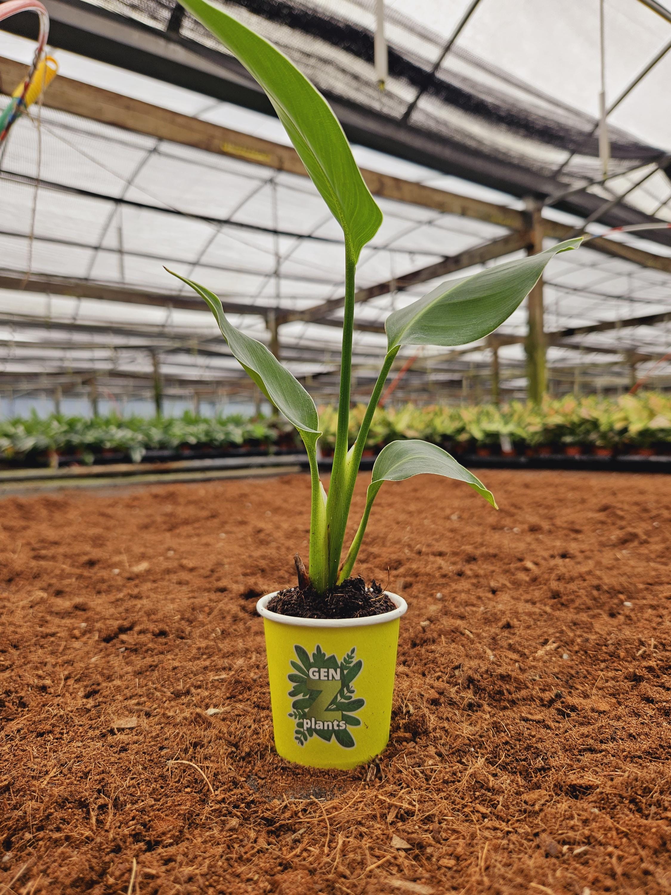 White Bird of Paradise 2" Starter: Mini Tropical Statement Plant - GenZ Baby Indoor Houseplant