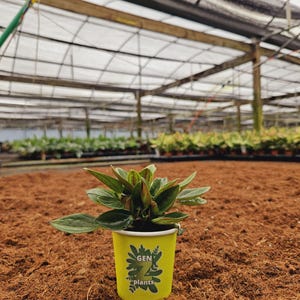 Peperomia Rosso in 2" Pot - Indoor Plants - House Plant - GenZ - Baby Plant (MUST purchase ANY 2 plants to complete order!)