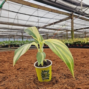 May include: A small potted plant with variegated green and cream-colored leaves. The plant is in a yellow cup with the text "GEN plants" and a plant graphic. The background is a greenhouse setting with a brown soil base.