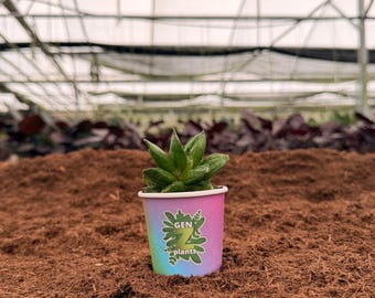 Sansevieria Pyramid 2" Pot: Snake Plant Pyramid – Easy Care Mini Indoor Plant – GenZ Baby Plant