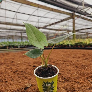 May include: A small potted plant with large, textured green leaves. The plant is in a yellow pot with the text "GEN plants" and a logo. The pot sits on a bed of brown mulch, with a greenhouse structure in the background.