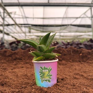May include: A white ceramic mug with a black handle and the text "But First, Coffee" in a black, bold font. The mug is sitting on a wooden surface. The mug appears to be 12 ounces.