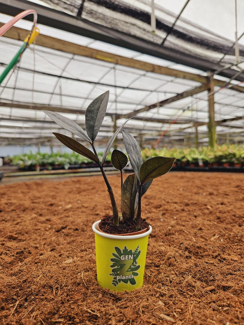 Zamioculcas ZZ