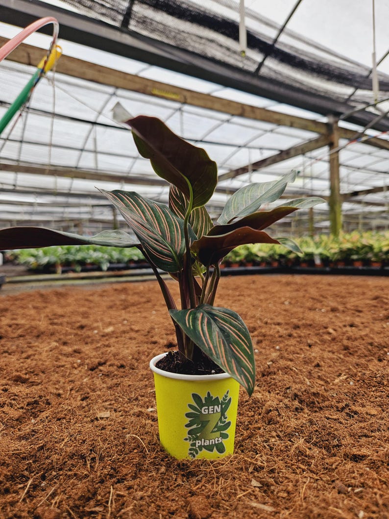 Calathea Ornata Pinstripe
