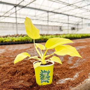 Philodendron Warscewiczii 2" Pot: Rare Mini Fern-Leaf Philodendron – Mini Collector’s Jungle Foliage Plant - GenZ Baby Houseplant