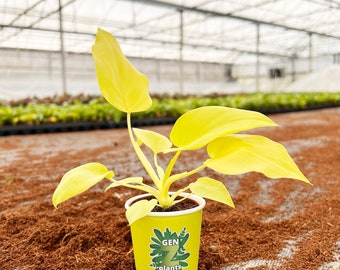 Philodendron Warscewiczii 2" Pot: Rare Mini Fern-Leaf Philodendron – Mini Collector’s Jungle Foliage Plant - GenZ Baby Houseplant