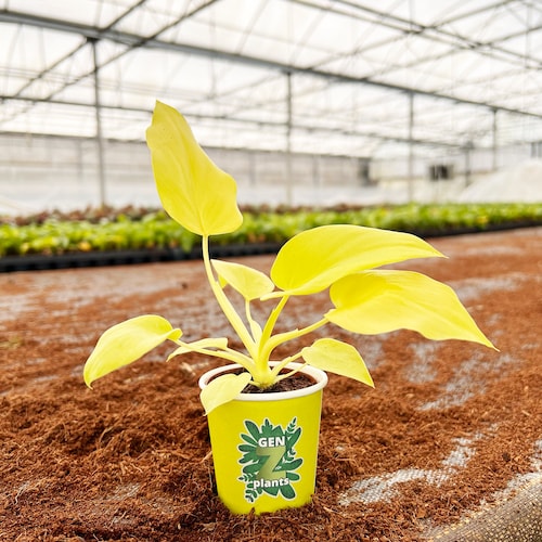 Philodendron Warscewiczii 2" Pot: Rare Mini Fern-leaf Philodendron  Mini  Collector's Jungle Foliage Plant - Genz Baby Houseplant - Etsy