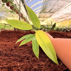 May include: A close-up of a plant with long, green leaves with yellow variegation. The plant is held over a bed of brown soil. The background is a greenhouse with a translucent roof.