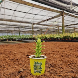 May include: A small green plant with white variegation is potted in a yellow paper cup with the logo "GEN Z plants". The plant is sitting on a bed of brown coconut coir.