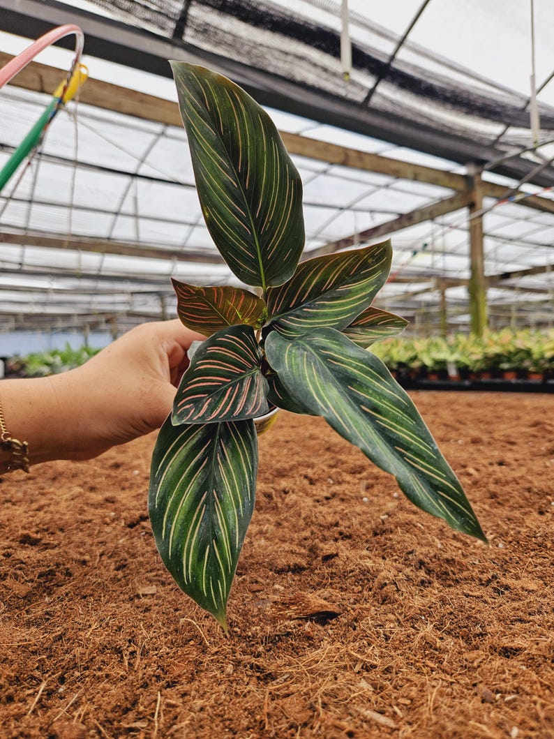 Calathea Ornata Pinstripe - Thumbnail 2