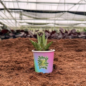 May include: A small potted succulent plant with green and white striped leaves. The pot is a gradient of pink, blue, and green, and features the text "GEN 7 plants". The plant is set against a backdrop of brown mulch and a greenhouse.