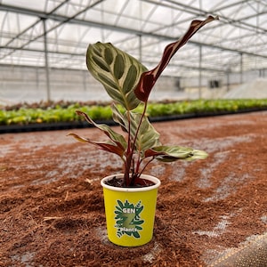 Calathea Makoyana, Peacock Plant in 2" Pot - Indoor Plant - House Plant Makoyana - GenZ - 2 inch plant - Baby Plant