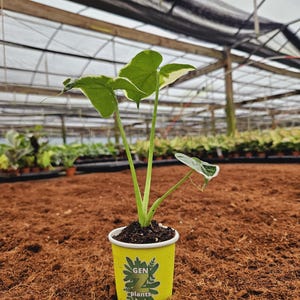 May include: A small, variegated plant with white and green leaves growing in a yellow paper cup with the text "GEN Z plants" printed on it. The plant is sitting on a bed of brown coconut coir.