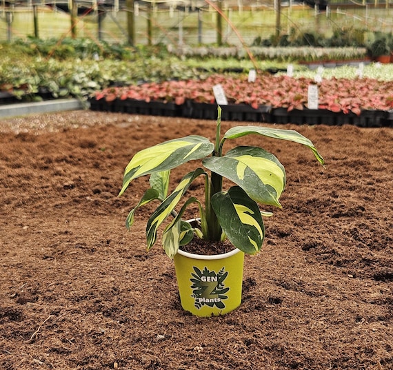 efeu aus dem garten als zimmerpflanze Efeu main image 0