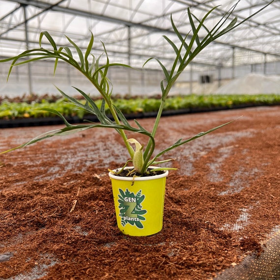 ionantha air plant Ionantha Lavender Premium Air Plant (Beginner Friendly) main image 0