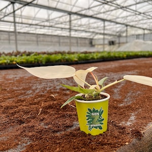 May include: A small white plant with large leaves in a yellow pot with the text "GEN Z plants" on the side. The plant is sitting on a brown surface.