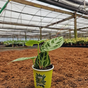 May include: A small green plant with variegated leaves in a yellow cup with the text "GEN Z plants" printed on it. The plant is sitting on a brown surface.