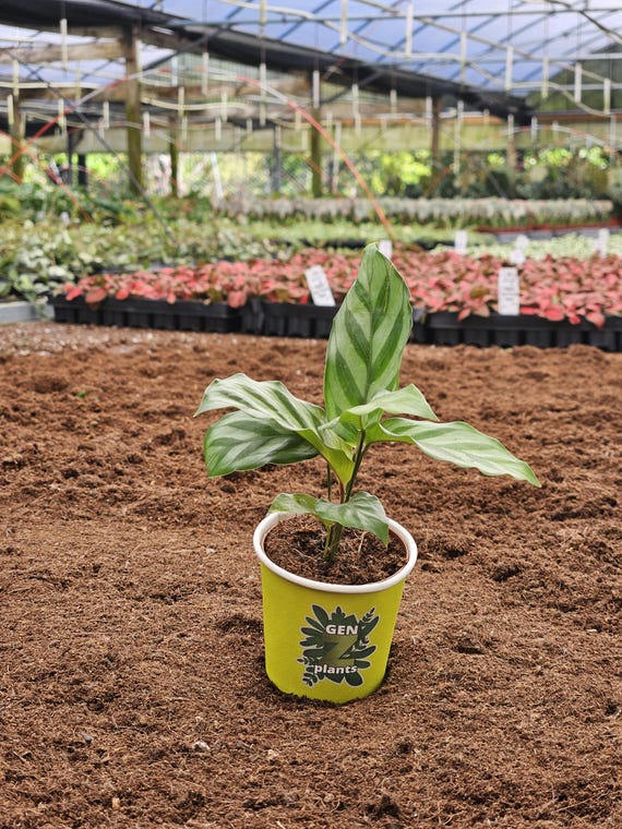 dracaena fragrans gre Dracaena fragrans