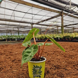 May include: A small green plant with red stems in a yellow paper cup with the text "GEN Z plants" printed on the side. The plant is sitting on a brown surface.