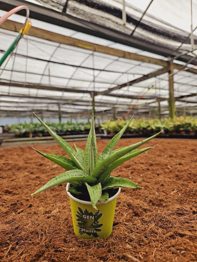 Sansevieria Josephine Plant - Thumbnail 2