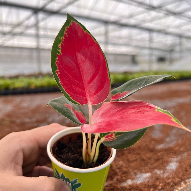 Aglaonema Red King in 2 Pot Indoor Plants House Plant Genz Baby Plant