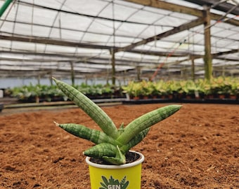 Sansevieria Boncellensis 2" Pot: Rare Snake Plant – Mini Indoor Plant – GenZ Baby Plant