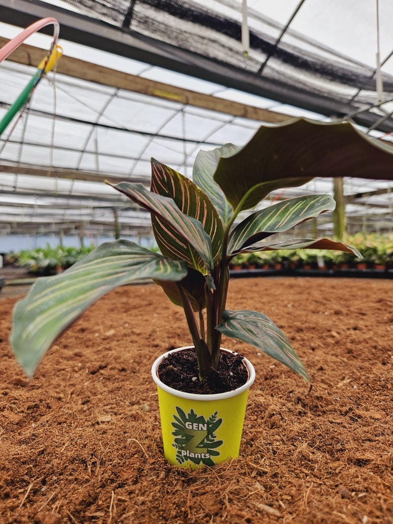 Calathea Ornata Pinstripe - Thumbnail 3