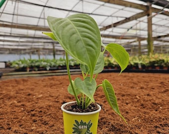 Anthurium Veitchii 2" Pot: Rare King Anthurium Starter Houseplant– GenZ Baby Plant