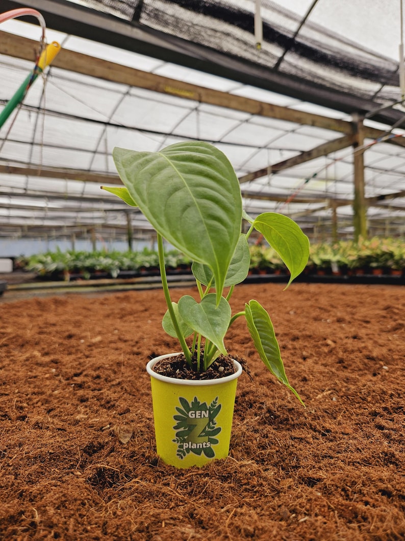 genzplants Anthurium Veitchii