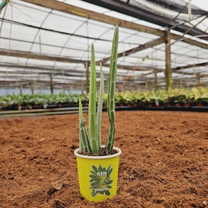 May include: A green succulent plant with long, thin leaves growing in a yellow paper cup with the text "GEN Z plants" printed on it. The plant is sitting on a bed of brown coconut coir.