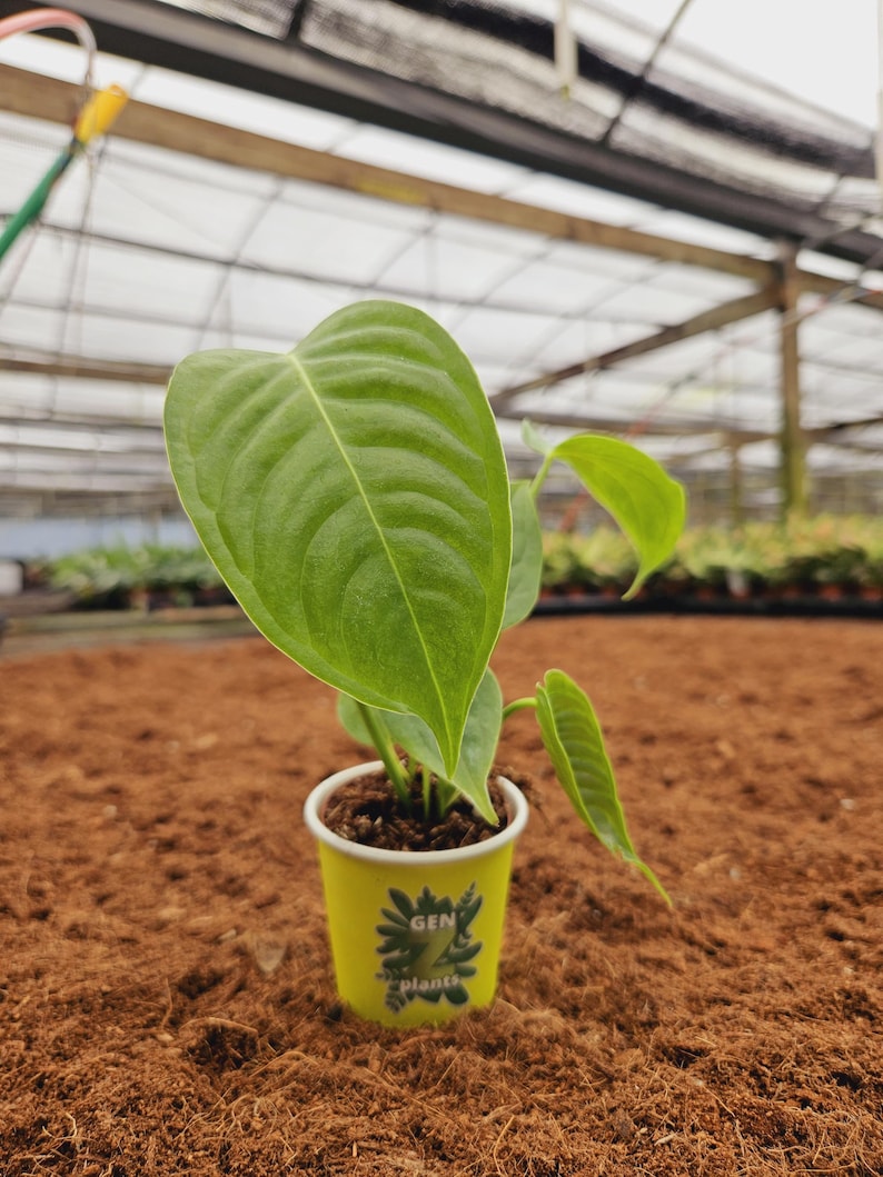 genzplants Anthurium Veitchii - Thumbnail 2